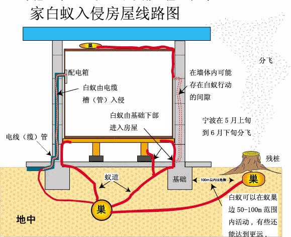 防治白蟻南京滅蟑螂,南京滅蟑