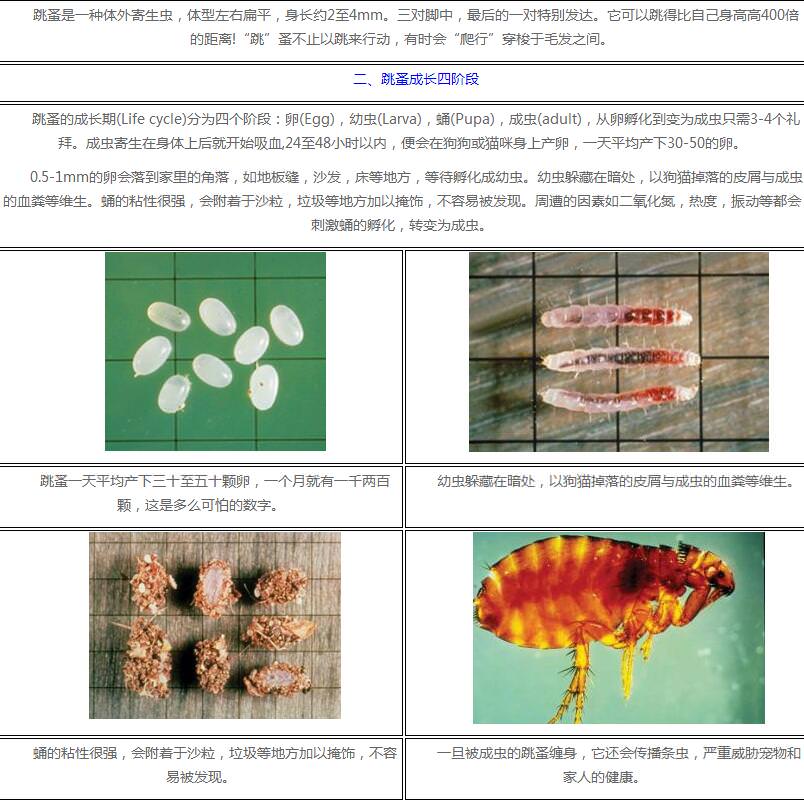 跳蚤的習(xí)性及防治