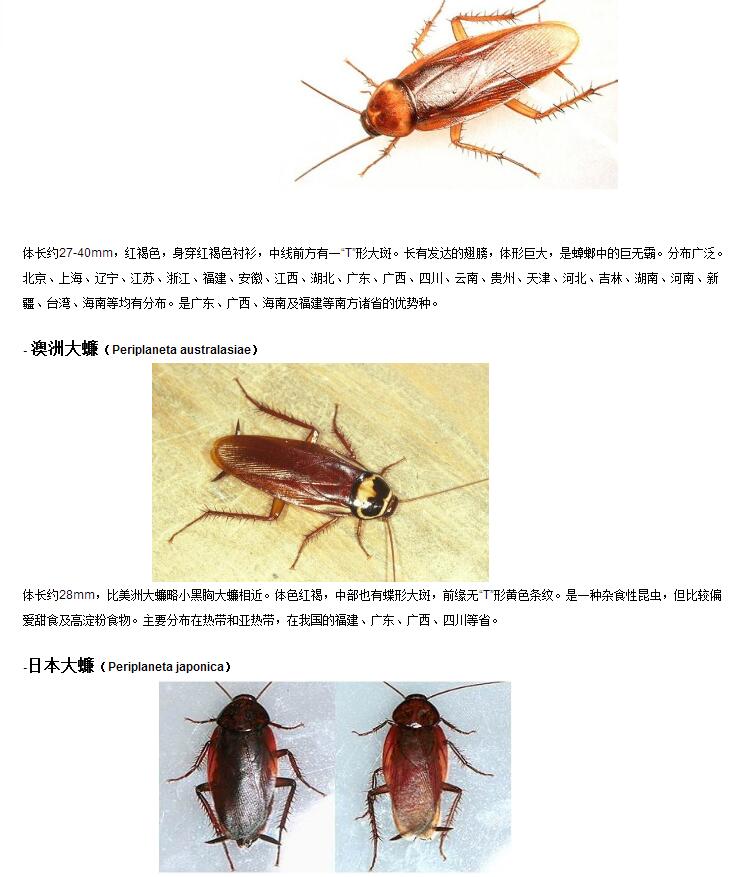 南京滅鼠,南京滅蟑螂,滅鼠